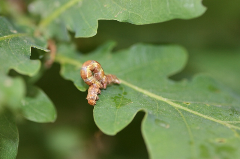 Bruco di Erannis defoliaria? S